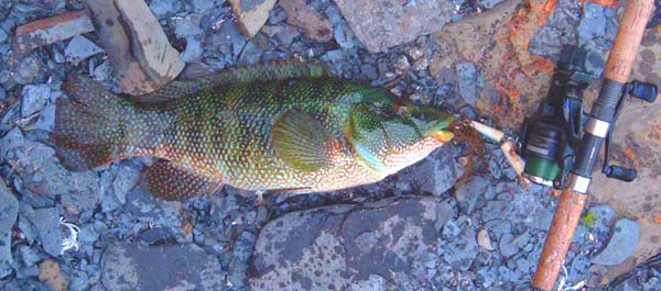 Wrasse are very attractive fish.