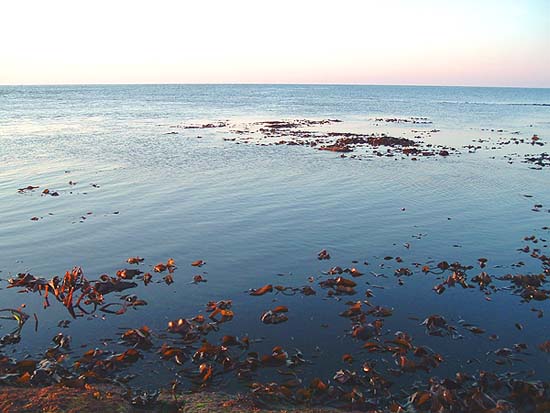 When the tide runs hard over this stuff a surface lure is your only hope.