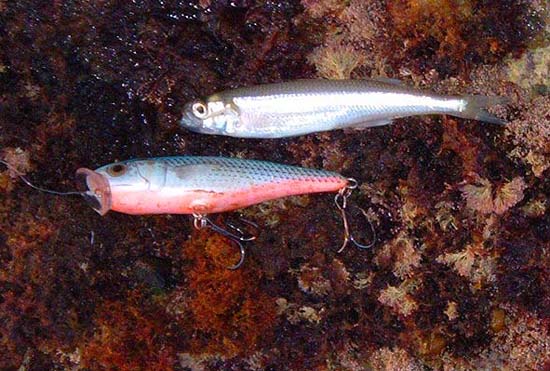 Will I ever catch another one of these little devils on a popper?