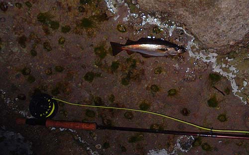 It's still too dark to see much but this one was on my white lure.