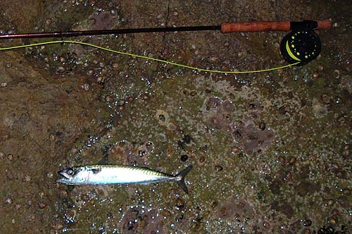 Still dark when this mackerel took the white.