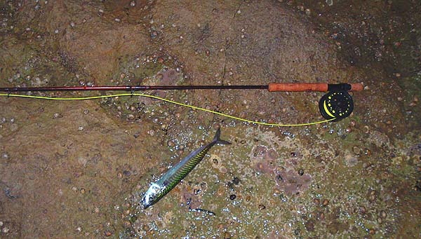 Once more on my white eel.