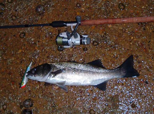 A really fat fish hooked on the front treble.