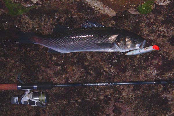 Again on the front treble but a lean specimen and less attractive.