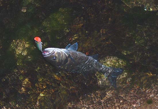 The fish had to be wrestled, rod held high, over dense weed in the gap between the rocks.