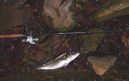 Unusually this one was hooked on the tail treble.