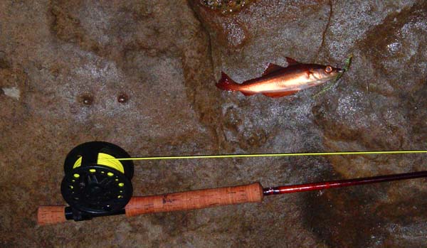 The flash photography doesn't do the colours justice.