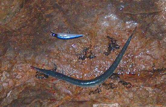 Usually I get lots of bites from gars and fail to hook any.