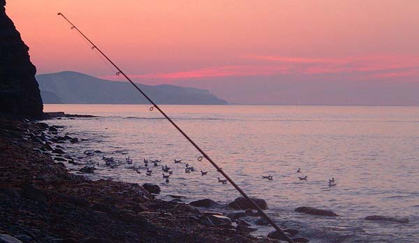 These birds are feeding on surface floating maggots in the failing light and are usually a good indicator of where to fish.
