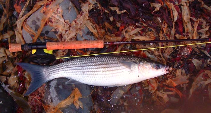 It looks every ounce of its four pounds plus. The improvised floating fly is still in its lip.