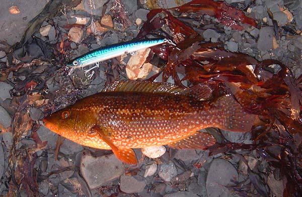 Fantastically brightly coloured if a bit on the small side.