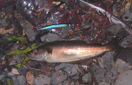 This is a good fish for a shallow water mark in Purbeck. Two in a session is remarkeable.