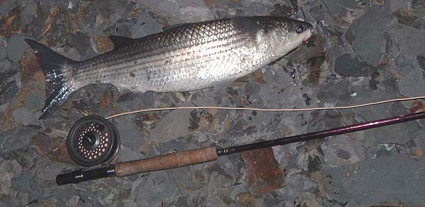 I'd hoped for a bass but this would have to do. I was surprised to find any surface feeders at all in view of the freshness of the weed.