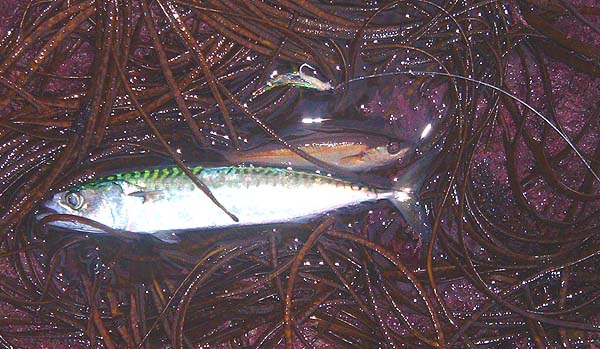 The hook was sharp now. The pollack fell off the hook into a pool and I had the mackerel on the next cast - they both went back after the picture.