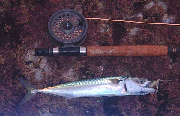 This little sparkly 'fly' is a good allrounder. Note the irridescence on this fish -amazing!