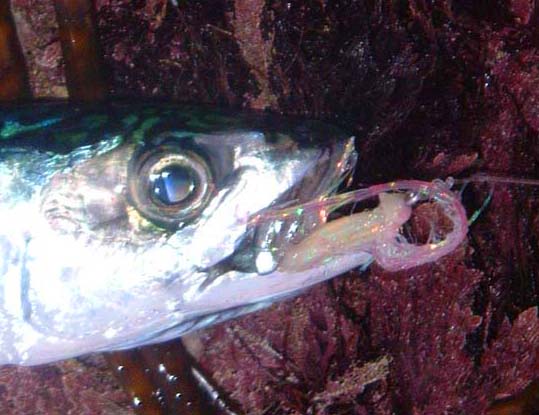 Most mackerel are lightly hooked on the fly gear. The fatty, streamlined, 'contact lens' eyeshield is very obvious.
