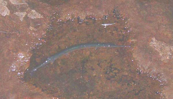 I find these difficult to hook properly and this one fell off as I landed it.