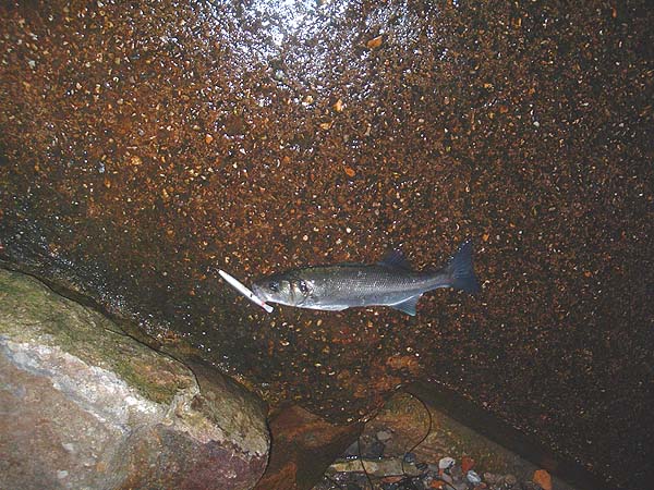 Well hooked on the mid-body treble.