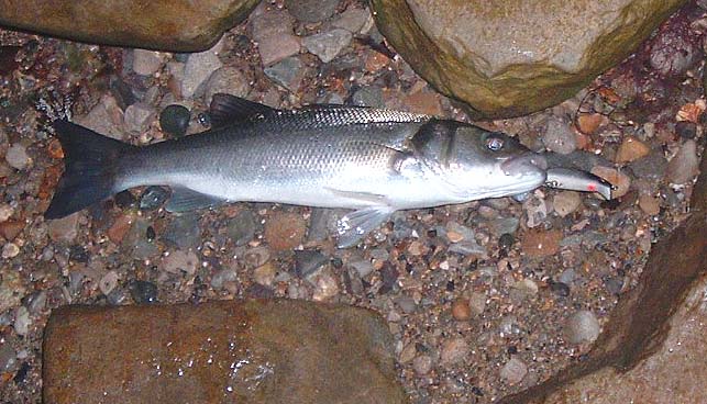 A nice fish in nice nick! I may well have blanked if I hadn't changed the plug.