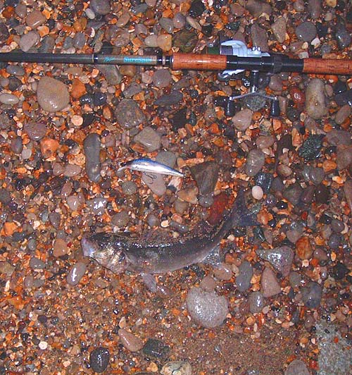 This is the 'keep away' threat display of the bass.