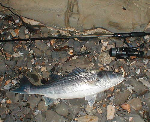 The fish had engulfed the little plug and was hooked on both trebles.