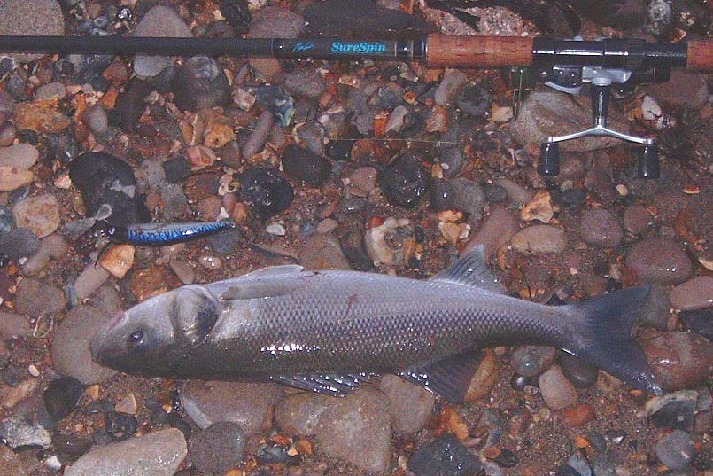 It put up a really good show in my spinning gear.