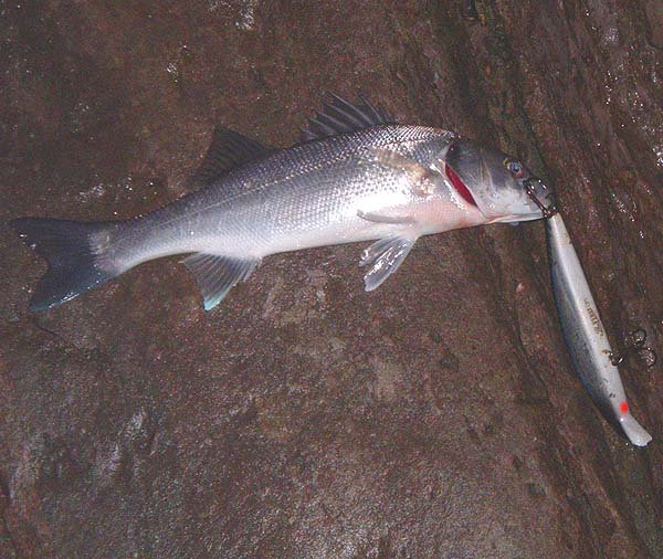 The behaviour of fish dosn't change. As usual the small fish tried to take the big lure by the tail.