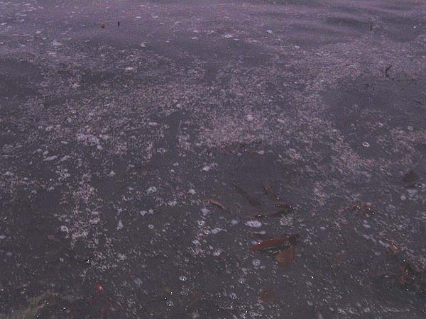 When the maggots are as thick as this in the edge no wonder fish come in to feed.