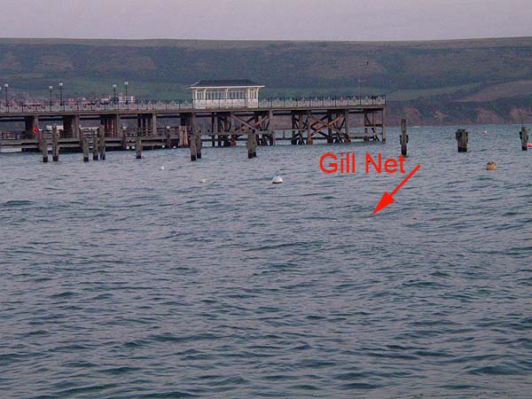 Now I realise why I could not see the net in the dark.