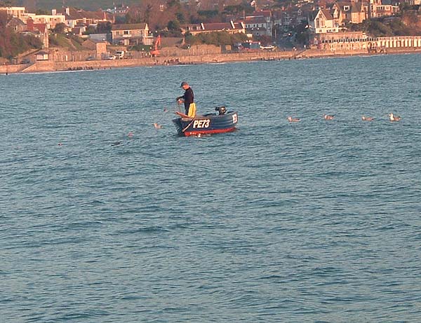 This looks a bit more bassy but was probably another pollack. Note the gulls waiting for 'rejects'.