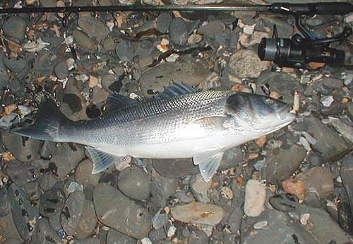 Well I thought so anyhow!.