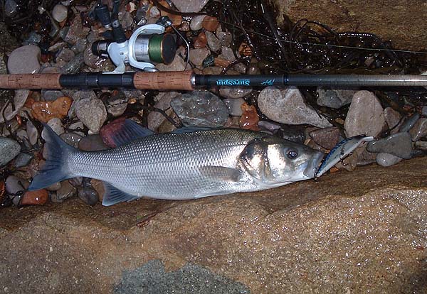 This one surprised me by taking just as I was about to lift the lure out.