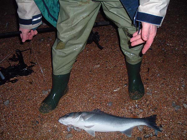 Fat as a barrel an Autumn bass lies on the shingle.