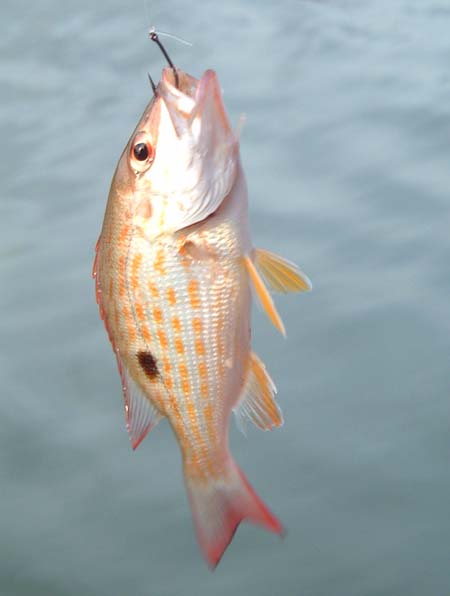 A smaller but more colourful species.