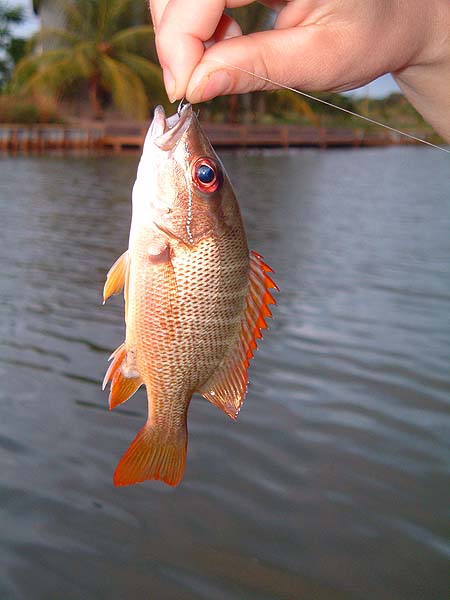 Mutton snappers are very popular food fish. This attracive variety is common throughout much of the Caribbean and big ones provide good sport.