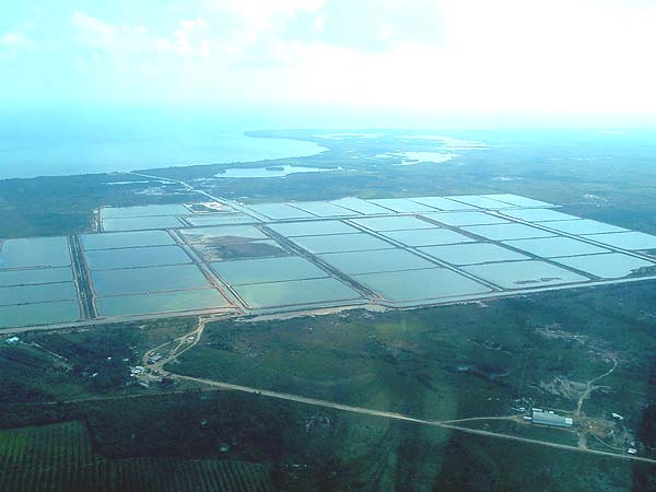 I believe that shrimps are exported to the USA. The numerous farms must produce effluent like any aquaculture project.