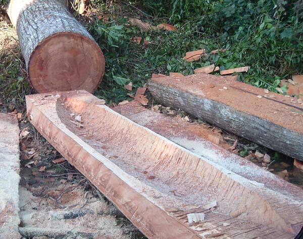 This silk cotton tree fell across the road and the following day had been converted into a dugout canoe.
