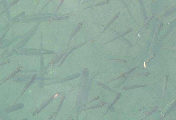 These young fish in Blue Creek River feed on fallen fruit and insects. The large adults (which were abundant) would be fantastic sport on a dry fly.