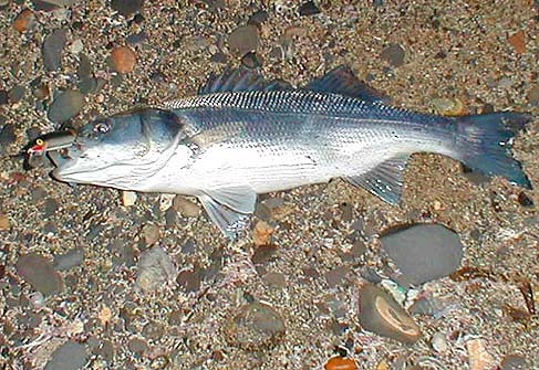 This fish took second cast and as usual was well hooked on the middle treble.