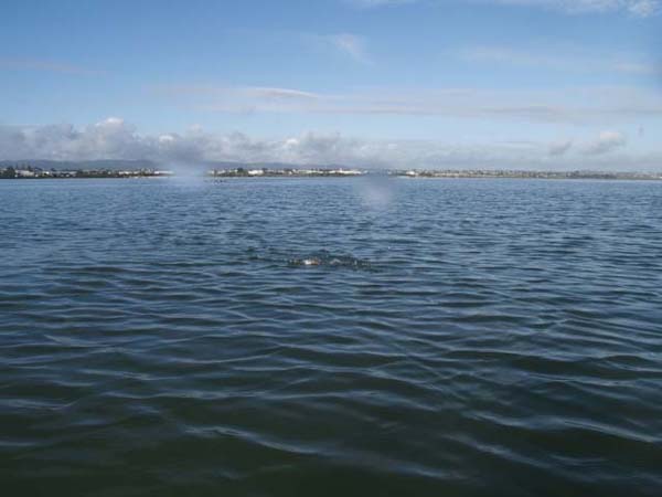 A snapper breaks the surface.