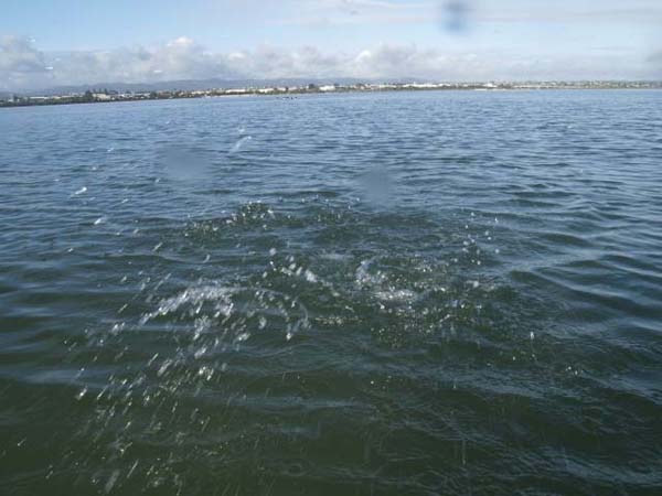 They're obviously feisty little creatures.