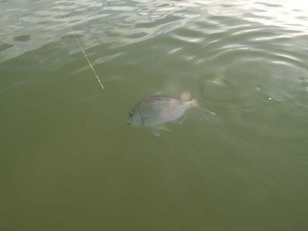Mark's snapper - still fighting - makes another dive.