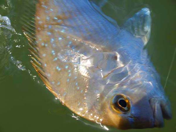 Fantastic colours - it looks much like a spotty black bream.