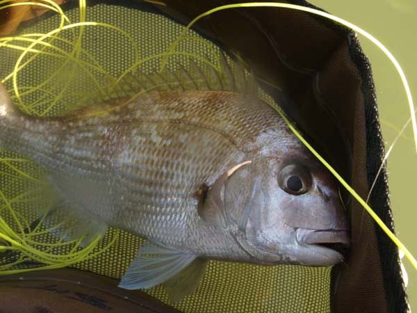 Safe in the folds of Mark's dual purpose stripping basket.