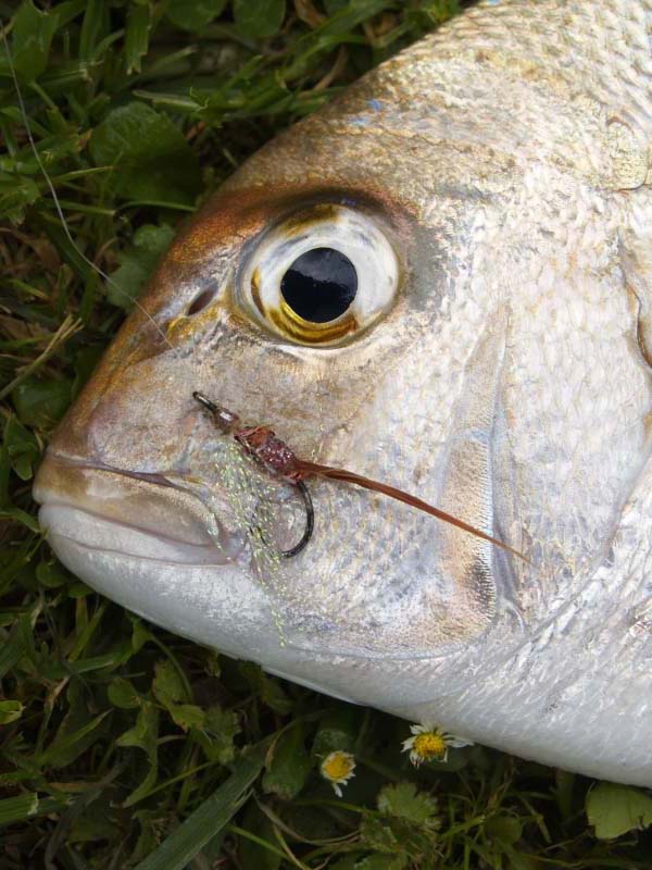 Mark didn't say whether the fly makes much difference - it looks a bit shrimpy to me.