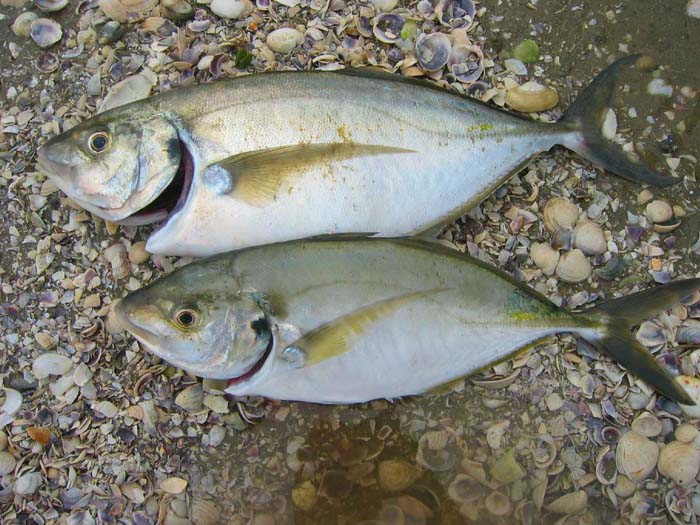 Fantastic fish! I expect that they are good on the line and no doubt just as good on the plate.