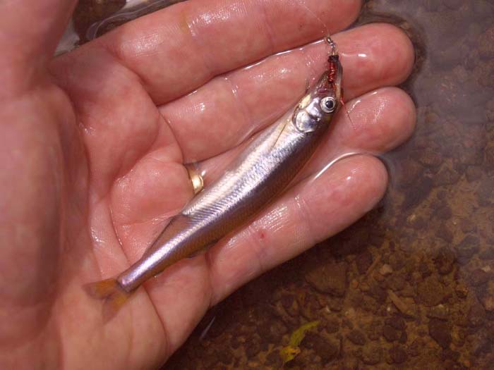 One of the bait fish caught by Mark on a fly intended for snapper.