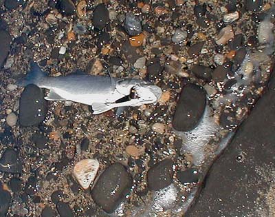 Again on a J11 Rapala but hooked on the outside of the mouth.