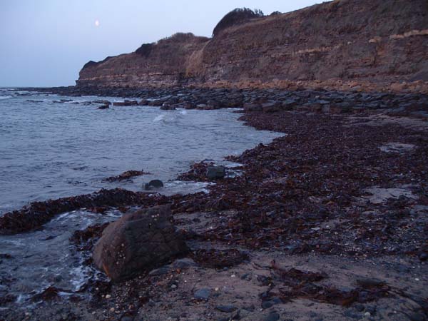 Although there was a mass of fresh kelp in the water's edge there were no maggots or Idotea.
