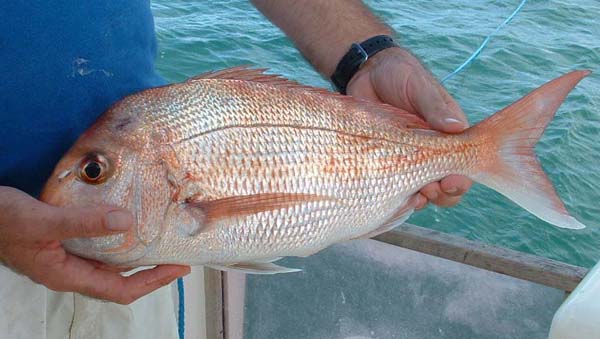 Anyone should be happy to catch fish like this.